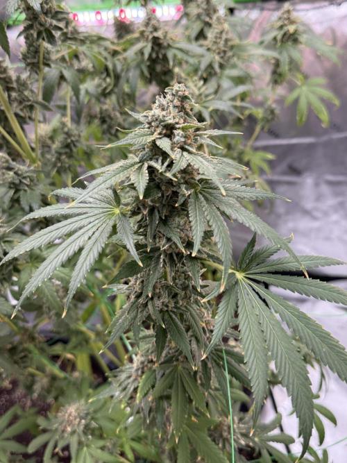 Tropic Gem Texas Green House Grow. Week 13