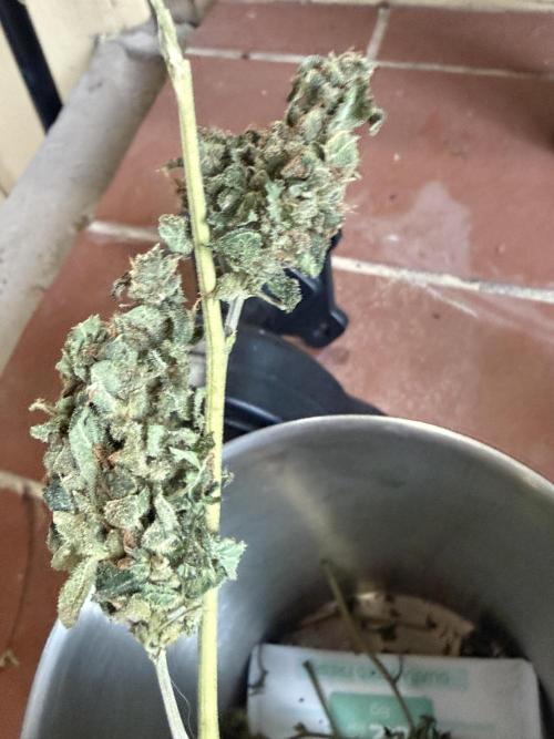 Tropic Gem Texas Green House Grow. Week 13