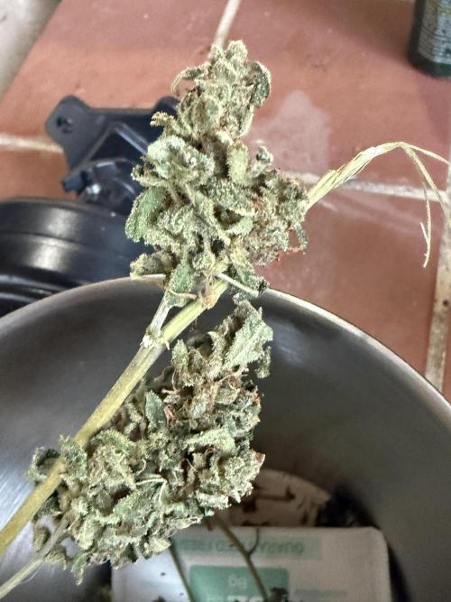 Tropic Gem Texas Green House Grow. Week 13