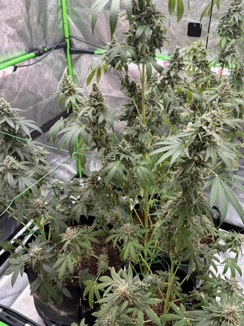 Tropic Gem Texas Green House Grow. Week 14