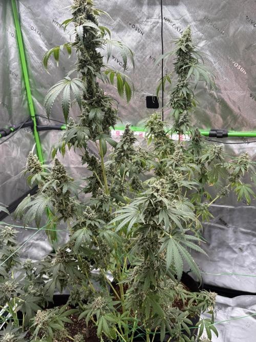 Tropic Gem Texas Green House Grow. Week 14