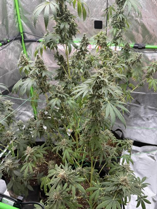 Tropic Gem Texas Green House Grow. Week 14