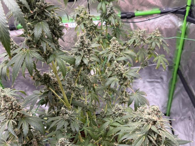 Tropic Gem Texas Green House Grow. Week 14