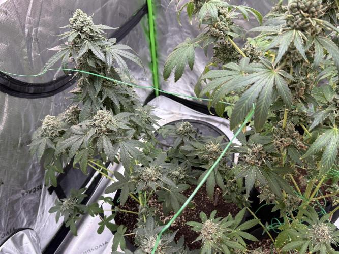 Tropic Gem Texas Green House Grow. Week 14