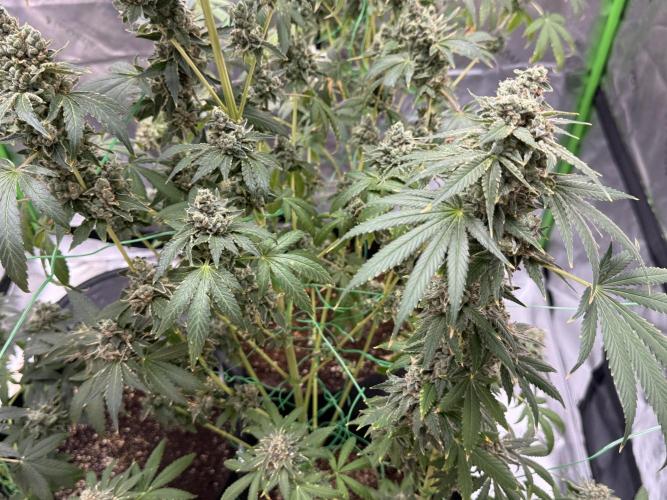 Tropic Gem Texas Green House Grow. Week 14
