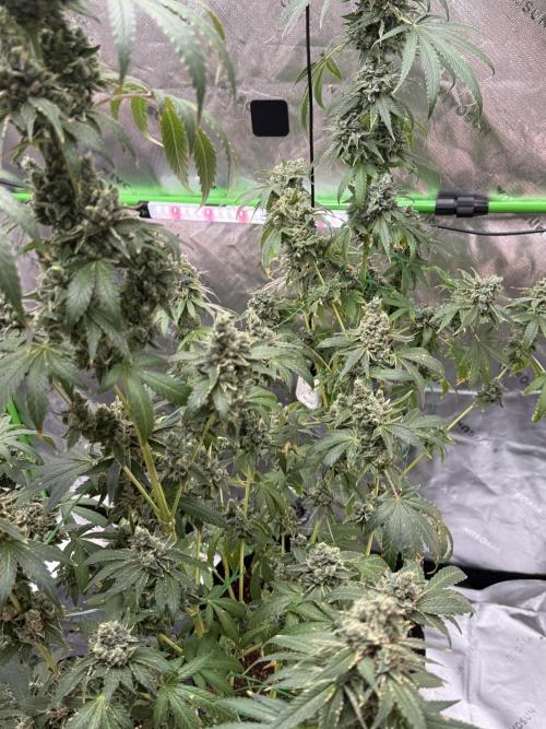 Tropic Gem Texas Green House Grow. Week 14