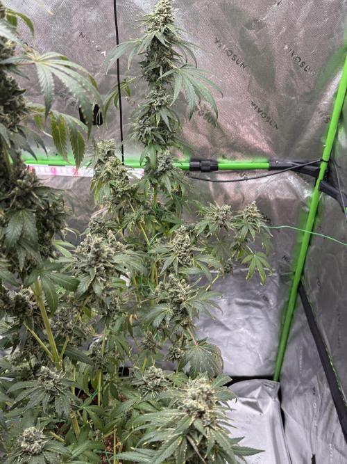 Tropic Gem Texas Green House Grow. Week 14