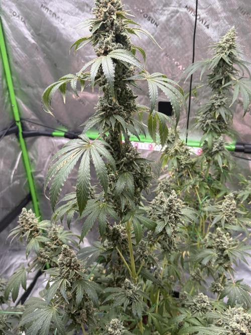 Tropic Gem Texas Green House Grow. Week 14