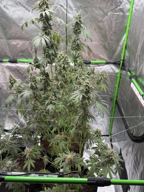 Tropic Gem Texas Green House Grow. Week 14
