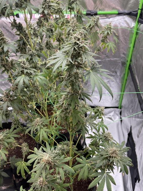 Tropic Gem Texas Green House Grow. Week 14
