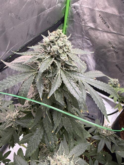 Tropic Gem Texas Green House Grow. Week 14