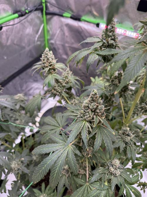 Tropic Gem Texas Green House Grow. Week 14