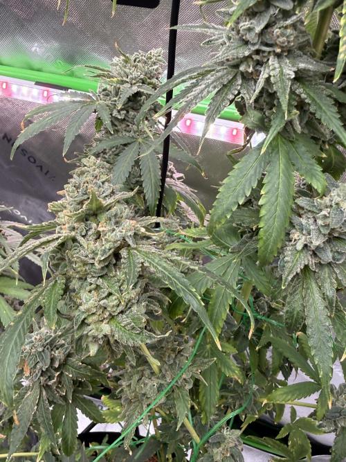 Tropic Gem Texas Green House Grow. Week 14