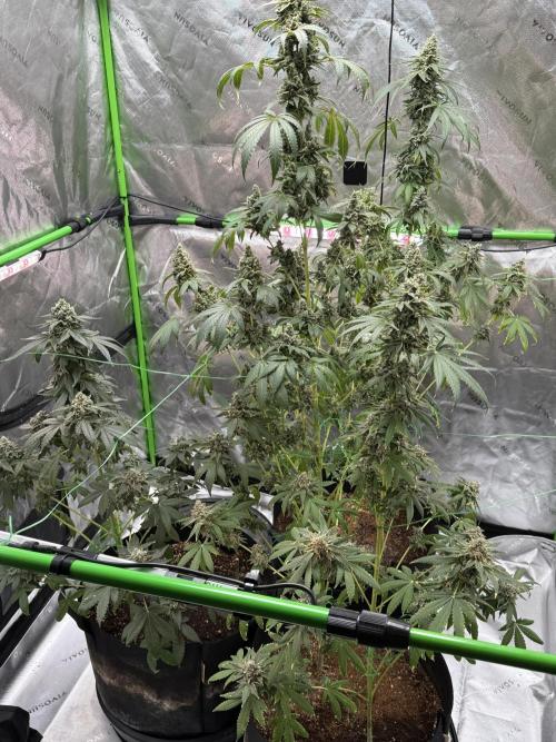 Tropic Gem Texas Green House Grow. Week 14