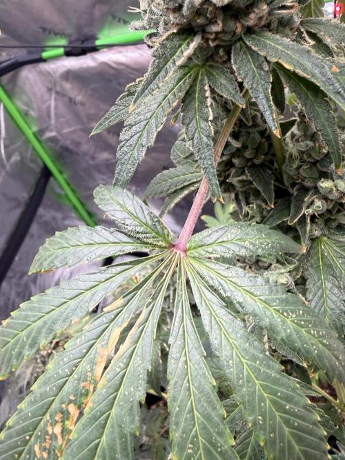 Tropic Gem Texas Green House Grow. Week 14