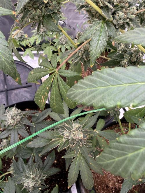 Tropic Gem Texas Green House Grow. Week 14