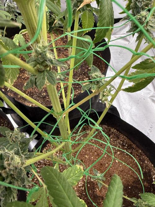 Tropic Gem Texas Green House Grow. Week 14