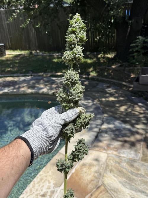 Tropic Gem Texas Green House Grow. Week 14