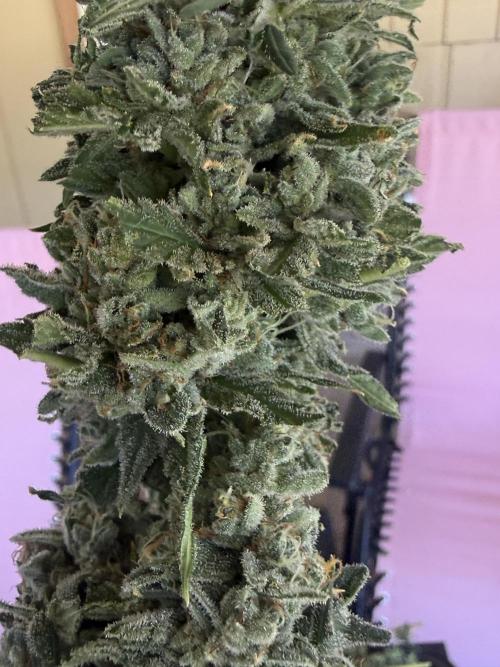 Tropic Gem Texas Green House Grow. Week 14