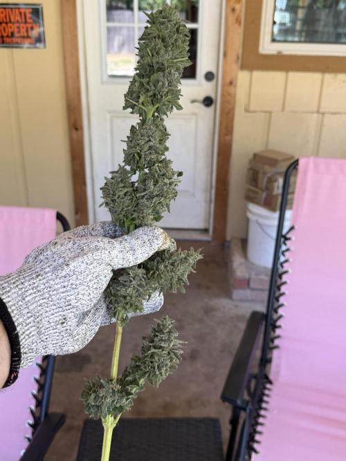 Tropic Gem Texas Green House Grow. Week 14