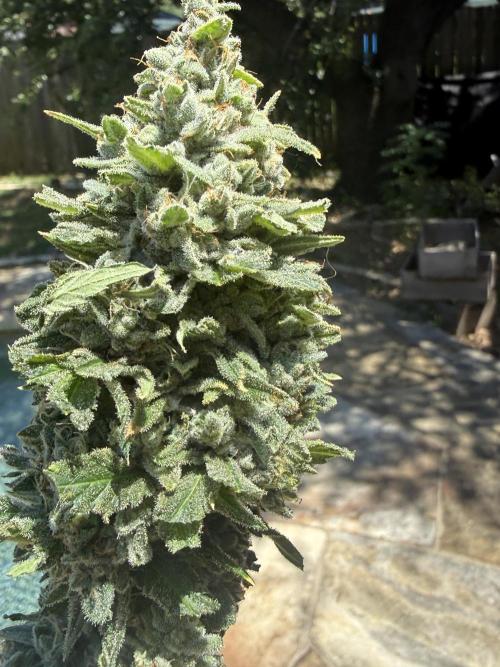 Tropic Gem Texas Green House Grow. Week 14
