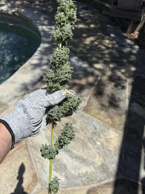 Tropic Gem Texas Green House Grow. Week 14