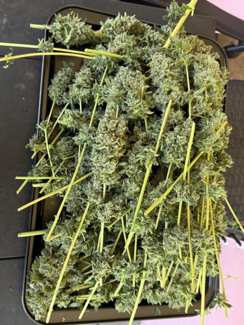 Tropic Gem Texas Green House Grow. Week 14