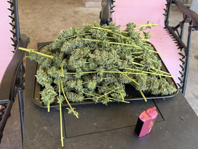 Tropic Gem Texas Green House Grow. Week 15