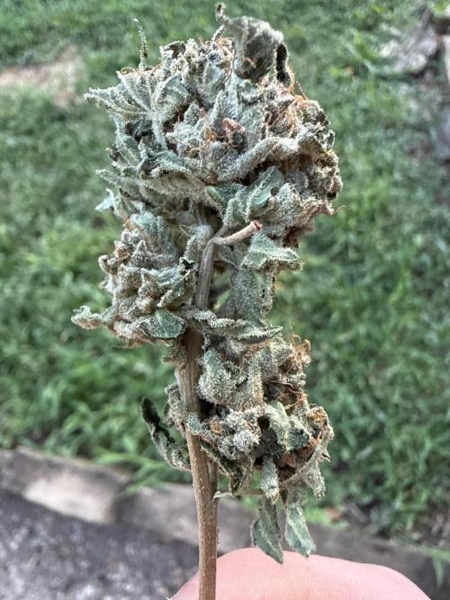 Tropic Gem Texas Green House Grow. Week 14