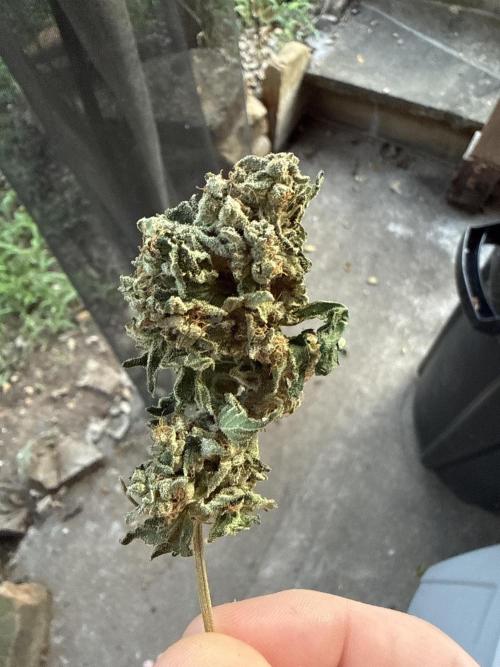Tropic Gem Texas Green House Grow. Week 14