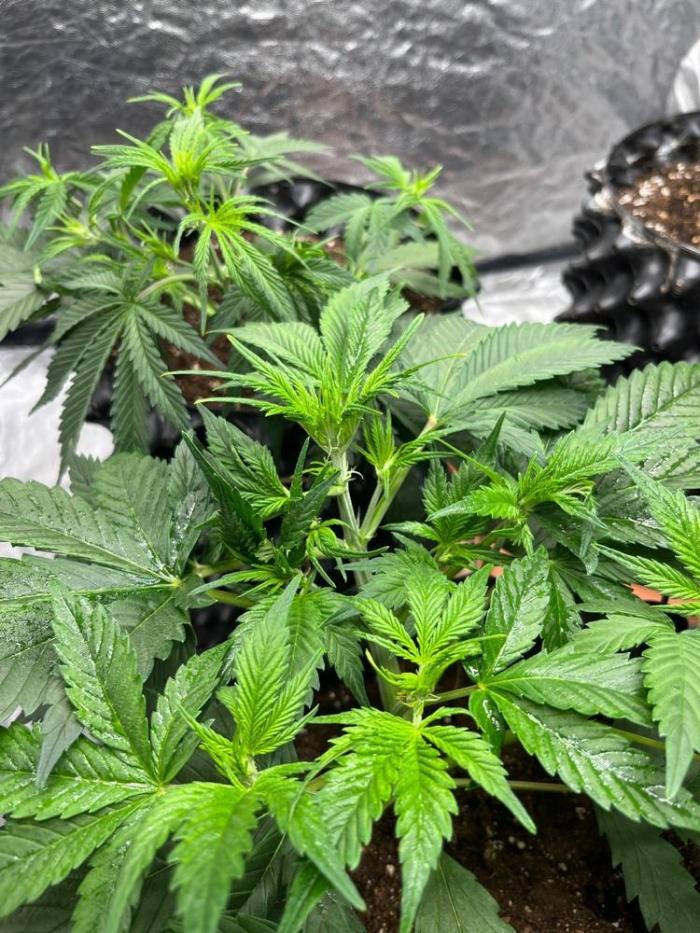 strawberry pie. Week 0