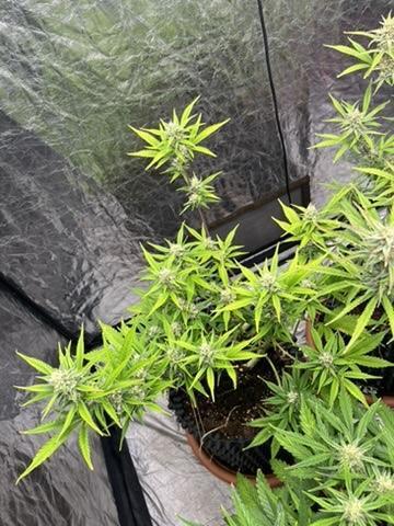 strawberry pie. Week 9