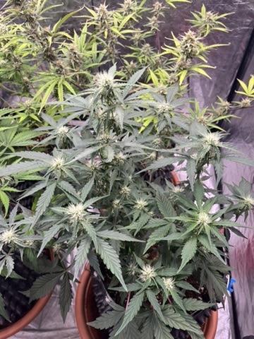 Runtz Auto. Week 7