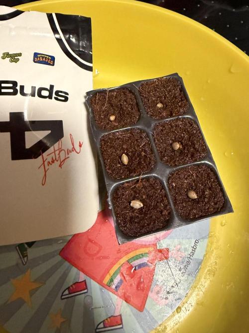 Growgus First Try. Week 0 - Team Growgu startet nun auch ihr Glück - aufgeregt, gespannt auf mehr…
