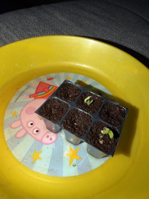 Growgus First Try. Week 0 - Tag 3 und die ersten Blättee zeigen sich 😍🌱 Die anderen kommen jetzt hoffentlich auch langsam…