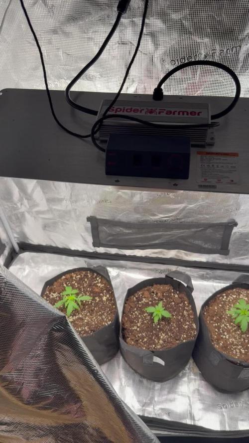 Growgus First Try
