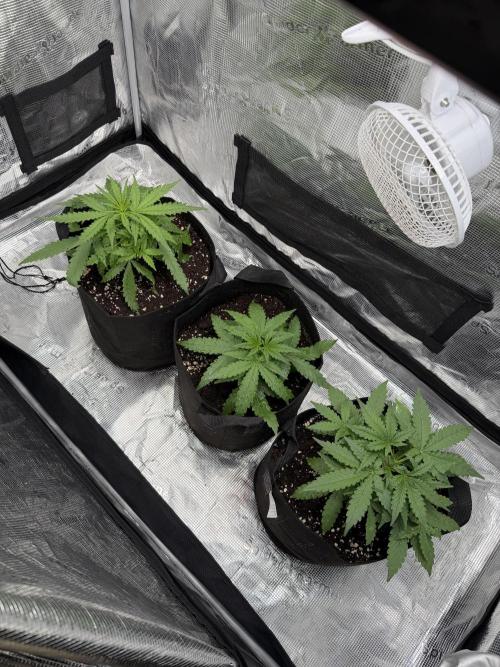 Gorilla Z Auto. Week 3