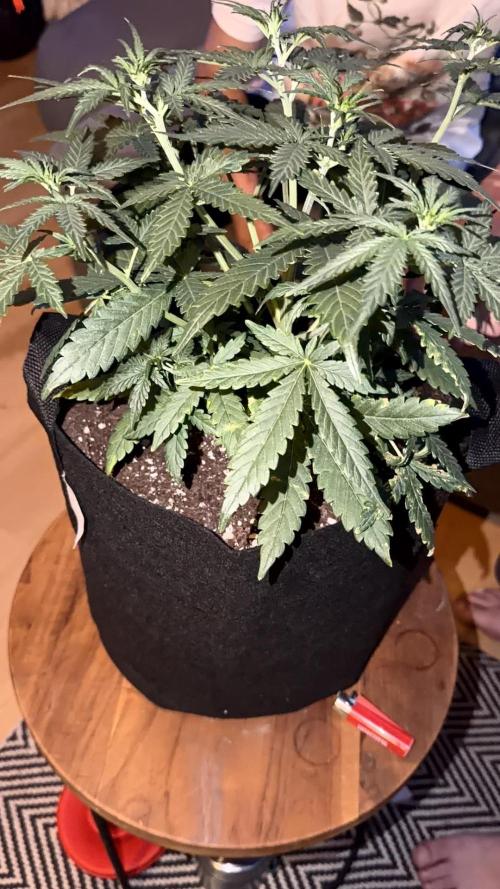 Growgus First Try. Week 4 - Unsere 3 Damen möchten abgebunden werden… 🌿