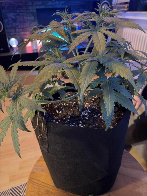 Growgus First Try. Week 4 - Unsere 3 Damen möchten abgebunden werden… 🌿
