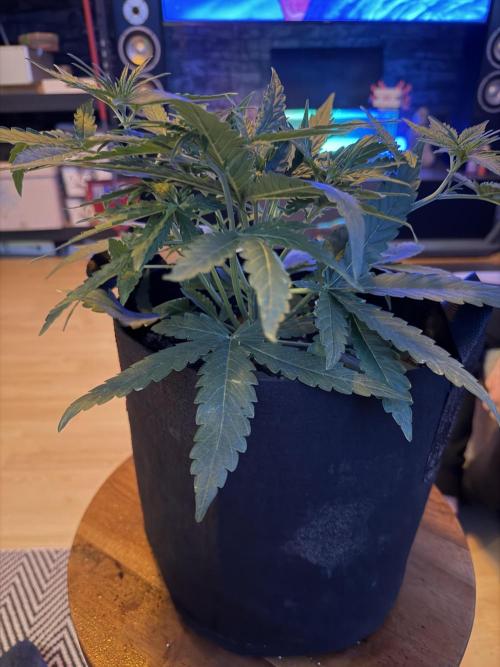 Growgus First Try. Week 4 - Unsere 3 Damen möchten abgebunden werden… 🌿