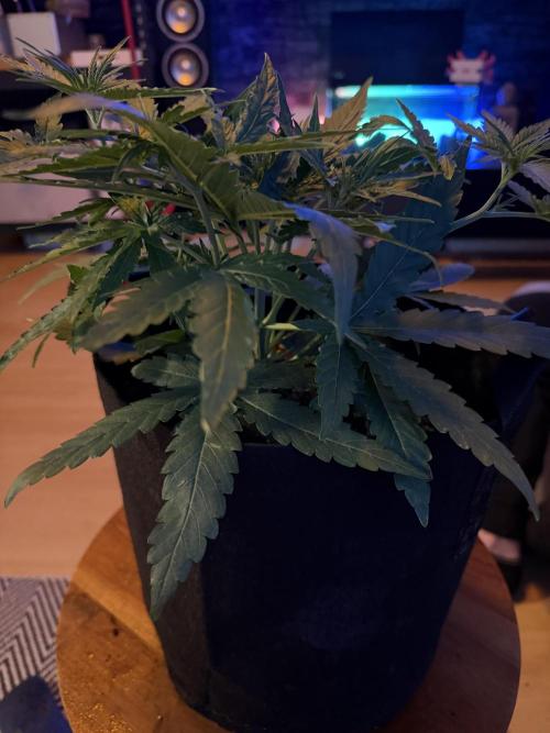 Growgus First Try. Week 4 - Unsere 3 Damen möchten abgebunden werden… 🌿