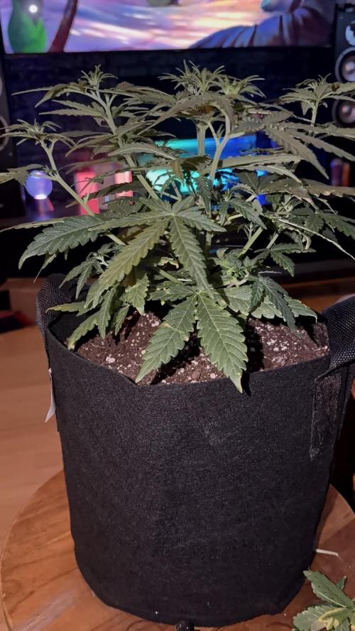 Growgus First Try. Week 4 - Unsere 3 Damen möchten abgebunden werden… 🌿