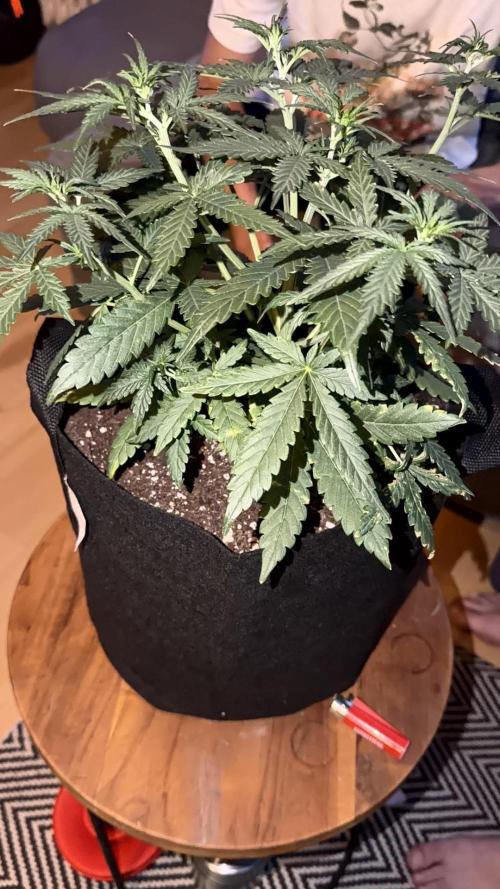 Growgus First Try. Week 4 - Unsere 3 Damen möchten abgebunden werden… 🌿
