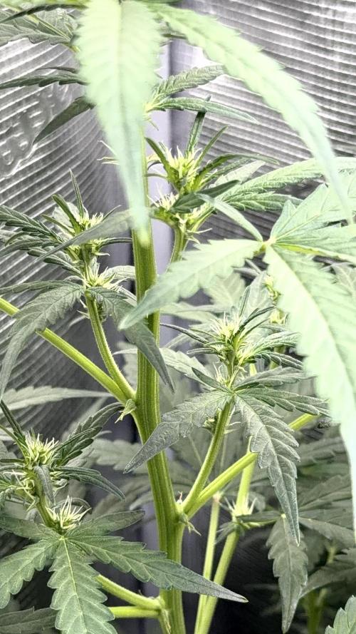 Growgus First Try. Week 7 - Die ersten Härchen zeigen sich?