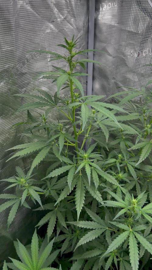 Growgus First Try