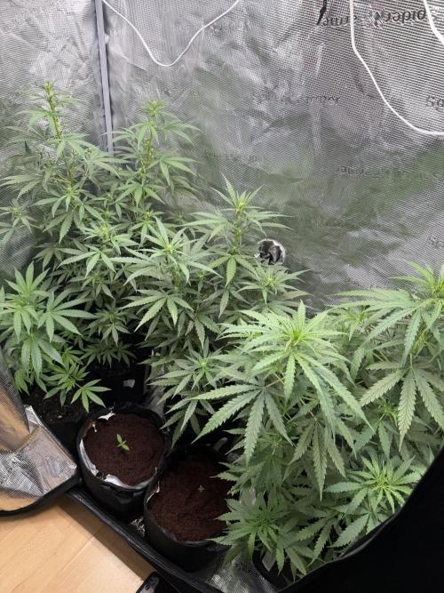 Growgus First Try. Week 7 - Nach unserem „Unfall“ mit der Grow-Lampe und 10 Tage kein Licht, … 🌿