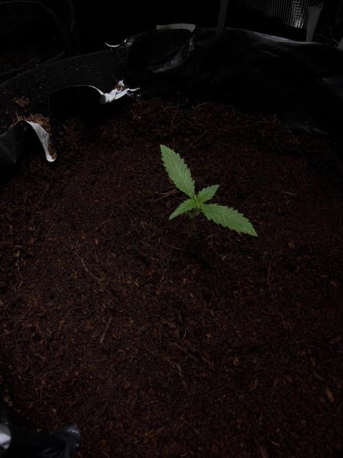 Unreleased Champions Mix Auto. Week 2