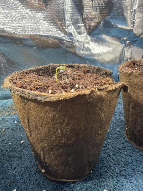The Fast and the Flowerous. Week 0 - Fast Buds Original Mix Auto
🌱 
Welche Sorte? 🧐

Madame „Ich brauche Hilfe“ ?