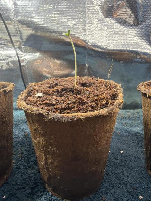 The Fast and the Flowerous. Week 0 - Fast Buds Original Mix Auto
🌱 
Welche Sorte? 🧐

Mister „Geilwuchs“ 🍆
