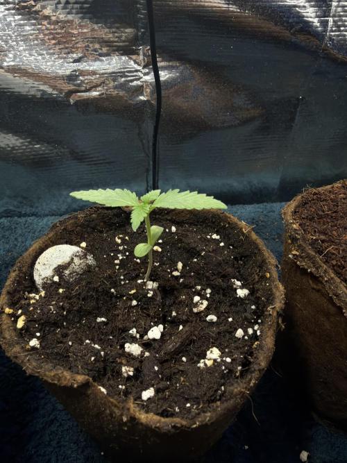 The Fast and the Flowerous. Week 0 - Fastbuds Frostbanger 🌱 der schnellste aus dem Run. Keimung - Köpfchen - Blattwerk innerhalb von 🕞